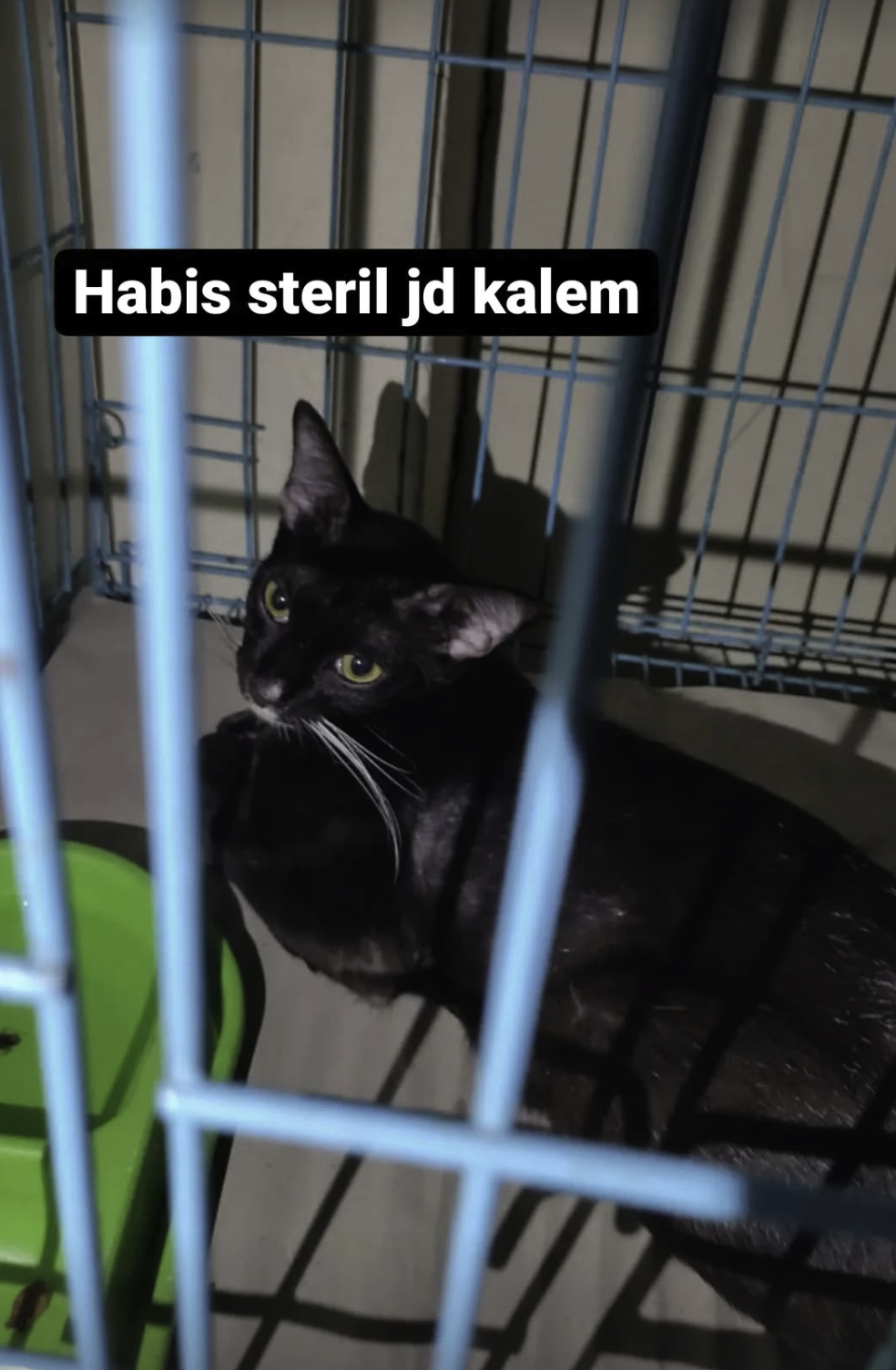 Kucing